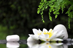 une fleur de lotus sur l'eau